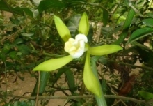 Imagen Jardín Botánico